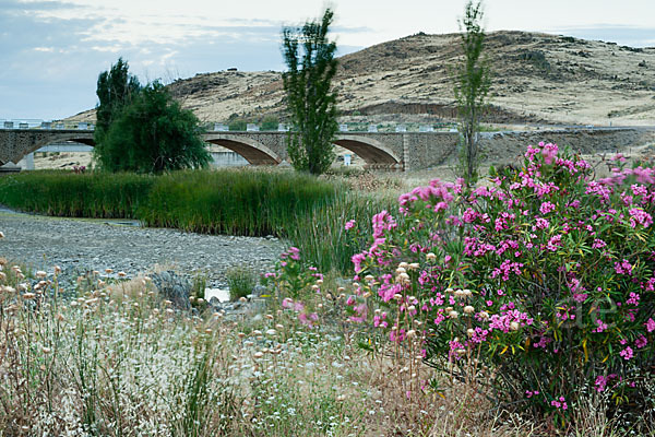 Oleander (Nerium oleander)