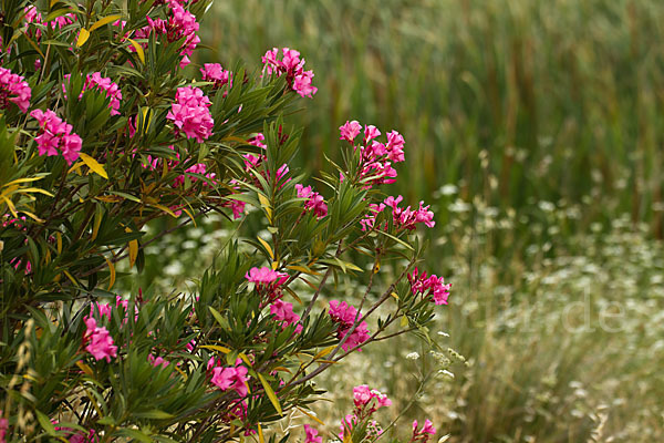 Oleander (Nerium oleander)