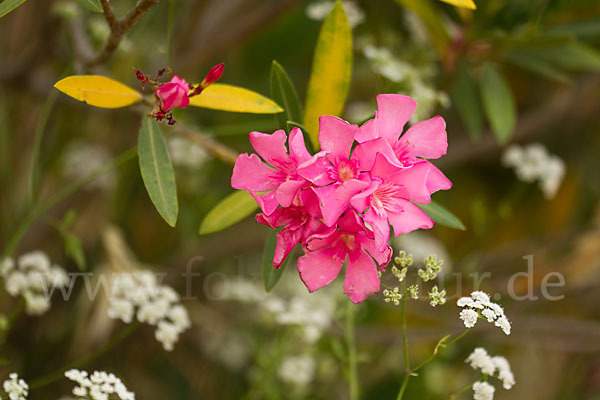 Oleander (Nerium oleander)