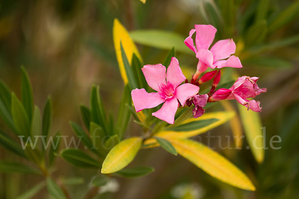 Oleander (Nerium oleander)