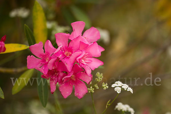 Oleander (Nerium oleander)