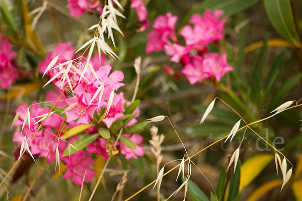 Oleander (Nerium oleander)