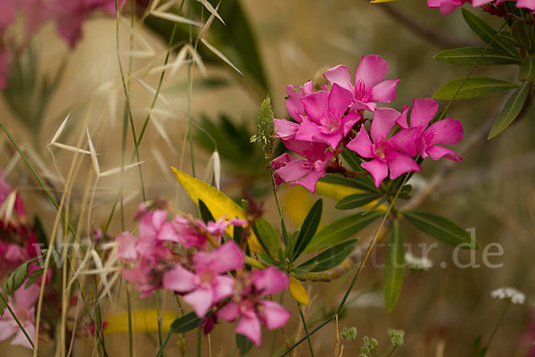 Oleander (Nerium oleander)