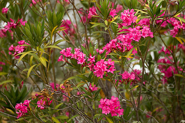 Oleander (Nerium oleander)