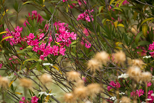 Oleander (Nerium oleander)