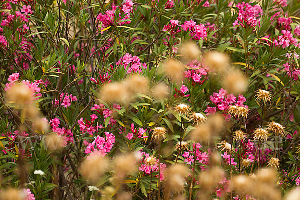 Oleander (Nerium oleander)