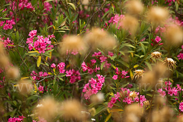 Oleander (Nerium oleander)