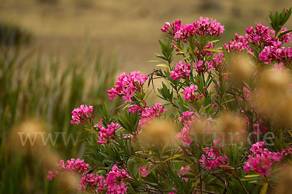 Oleander (Nerium oleander)