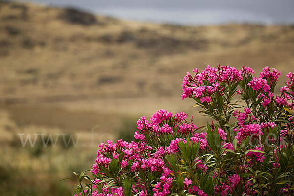 Oleander (Nerium oleander)