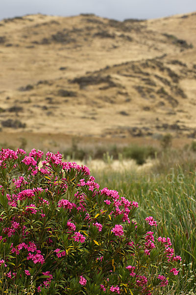 Oleander (Nerium oleander)