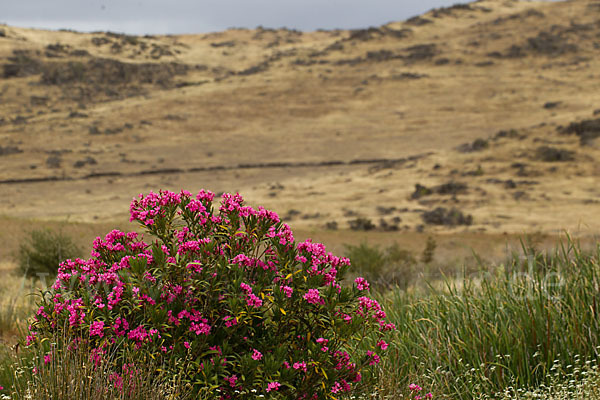 Oleander (Nerium oleander)