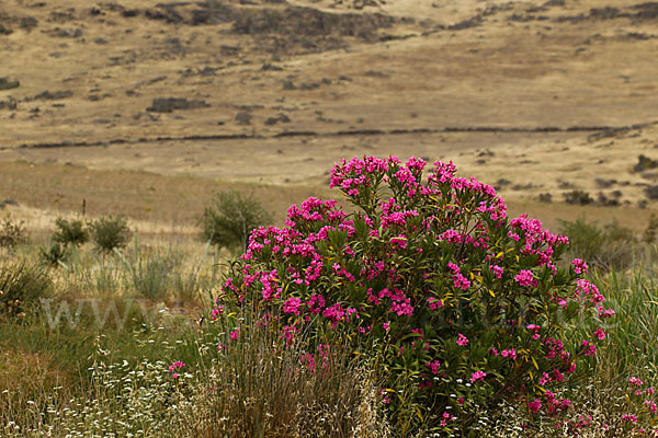 Oleander (Nerium oleander)