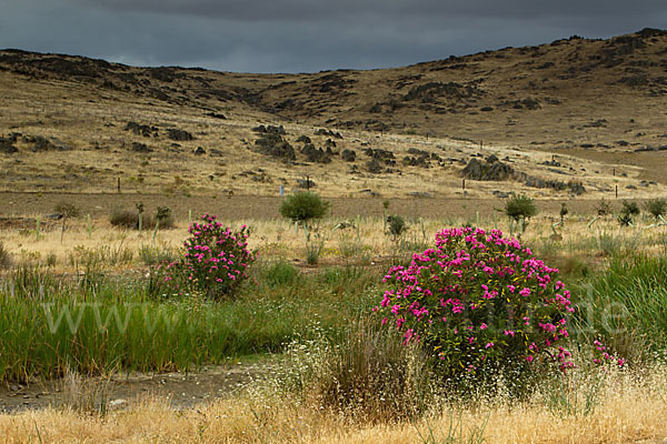 Oleander (Nerium oleander)