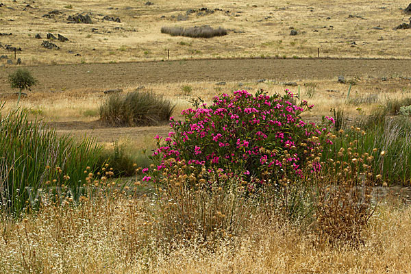 Oleander (Nerium oleander)