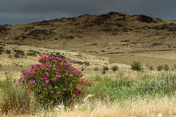 Oleander (Nerium oleander)