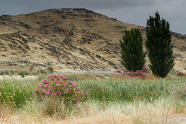 Oleander (Nerium oleander)