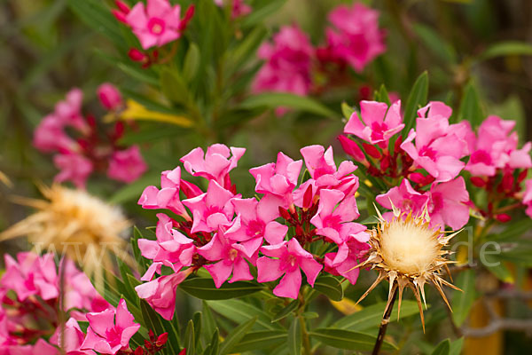 Oleander (Nerium oleander)