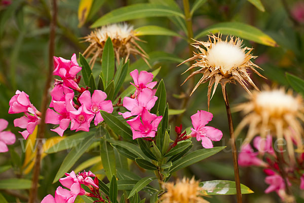 Oleander (Nerium oleander)