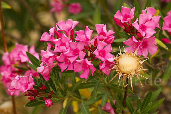 Oleander (Nerium oleander)