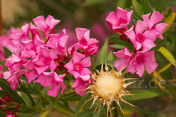 Oleander (Nerium oleander)