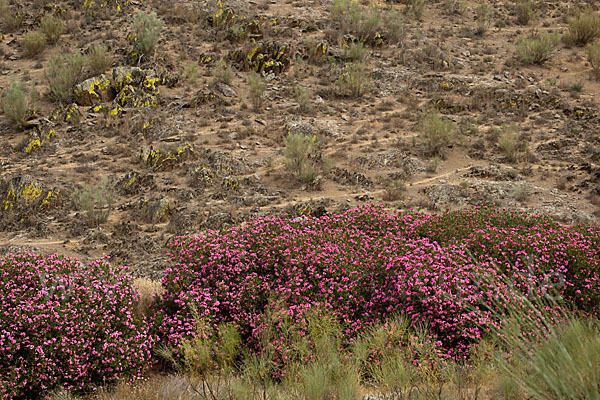 Oleander (Nerium oleander)