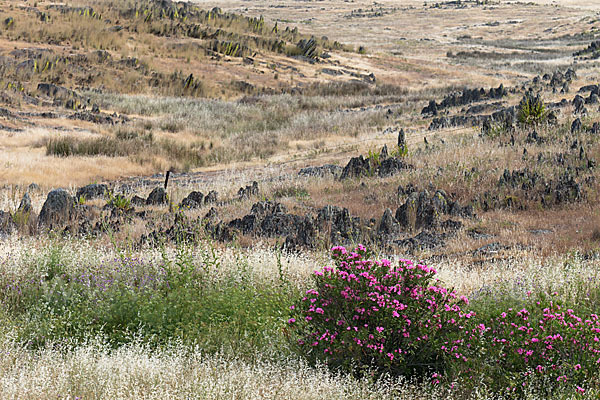 Oleander (Nerium oleander)