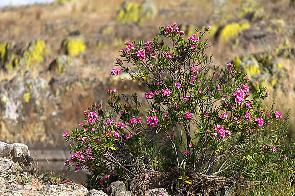 Oleander (Nerium oleander)