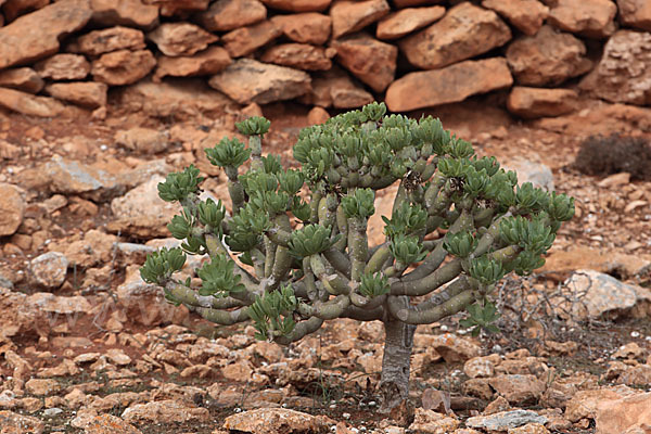 Oleanderblättrige Kleinie (Senecio kleinia)