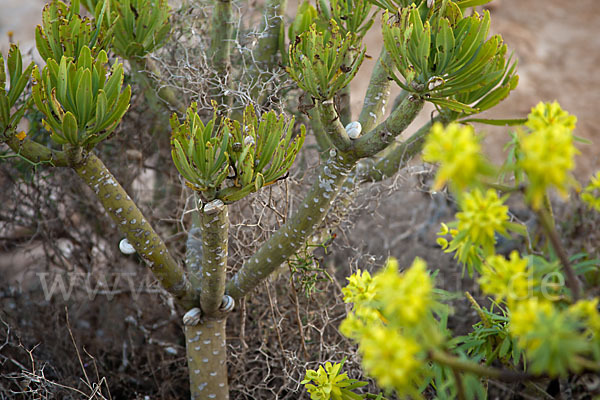 Oleanderblättrige Kleinie (Senecio kleinia)