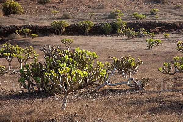 Oleanderblättrige Kleinie (Senecio kleinia)