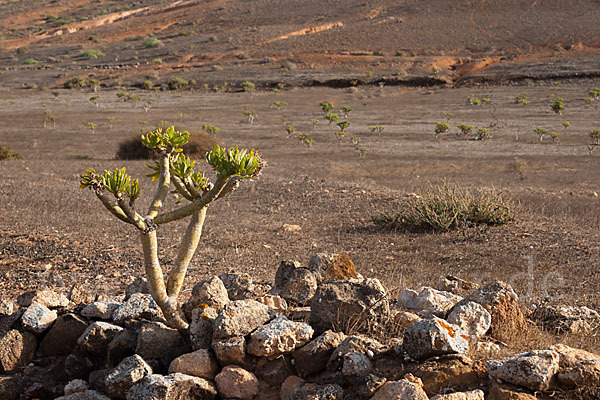 Oleanderblättrige Kleinie (Senecio kleinia)