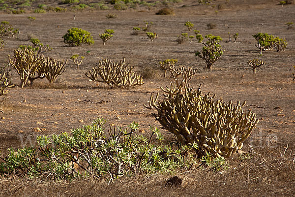 Oleanderblättrige Kleinie (Senecio kleinia)