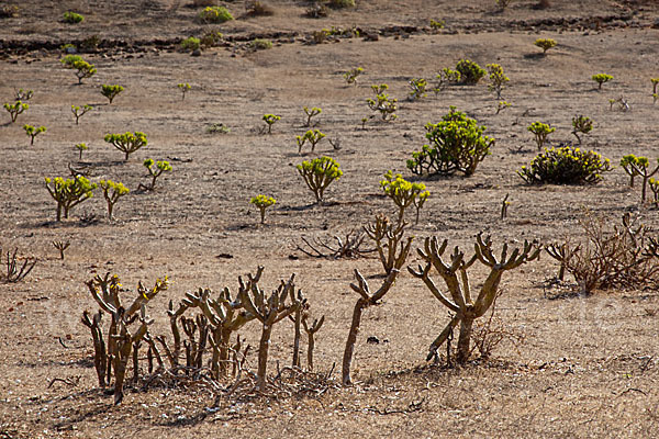 Oleanderblättrige Kleinie (Senecio kleinia)