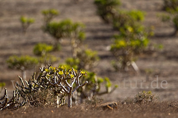 Oleanderblättrige Kleinie (Senecio kleinia)