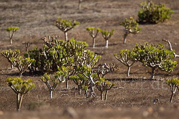 Oleanderblättrige Kleinie (Senecio kleinia)