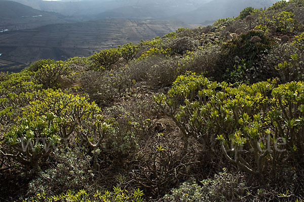 Oleanderblättrige Kleinie (Senecio kleinia)