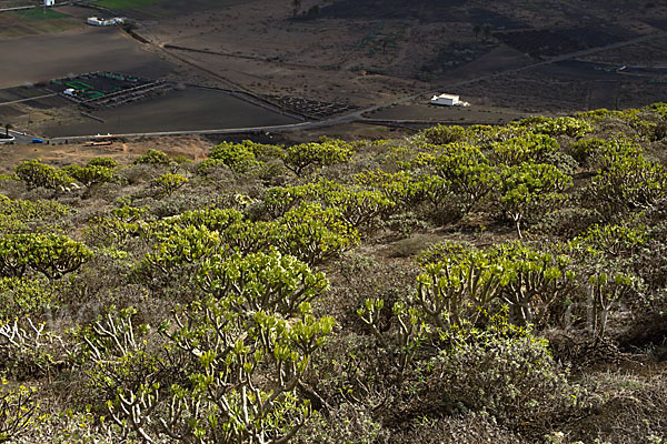 Oleanderblättrige Kleinie (Senecio kleinia)