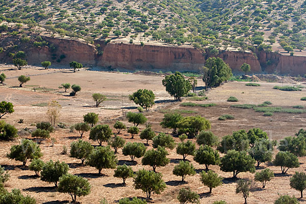 Olivenbaum (Olea europaea)