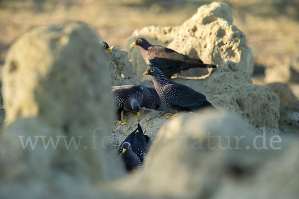 Oliventaube (Columba arquatrix)