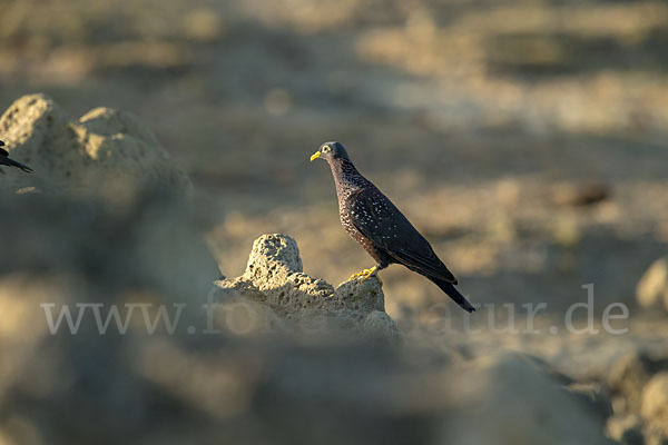 Oliventaube (Columba arquatrix)