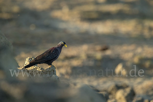 Oliventaube (Columba arquatrix)