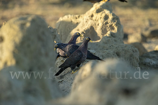 Oliventaube (Columba arquatrix)