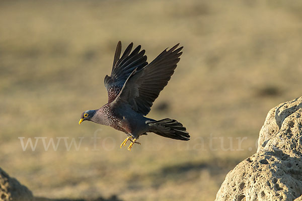 Oliventaube (Columba arquatrix)