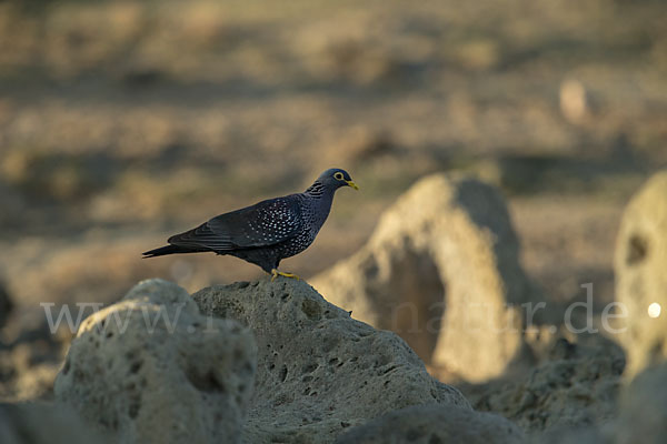 Oliventaube (Columba arquatrix)