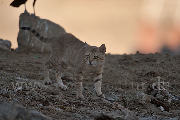 Oman-Falbkatze (Felis silvestris gordoni)