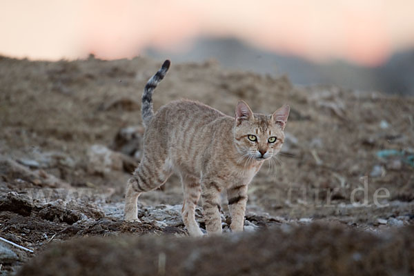 Oman-Falbkatze (Felis silvestris gordoni)