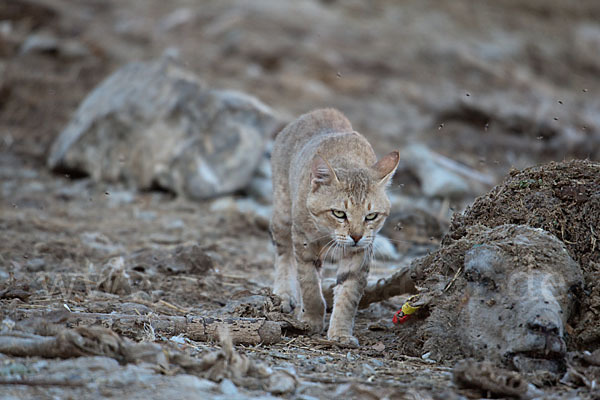 Oman-Falbkatze (Felis silvestris gordoni)