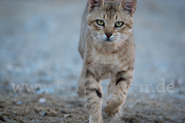 Oman-Falbkatze (Felis silvestris gordoni)