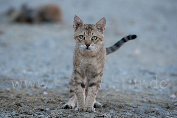 Oman-Falbkatze (Felis silvestris gordoni)