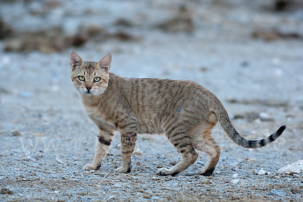 Oman-Falbkatze (Felis silvestris gordoni)